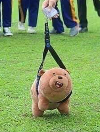 จูงหมา