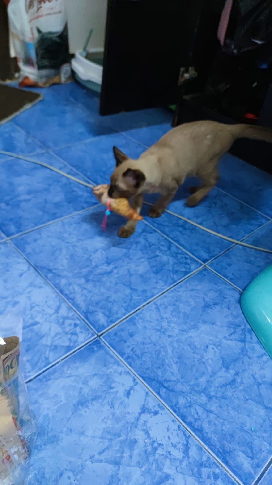 ตุ๊กตาปลาทู