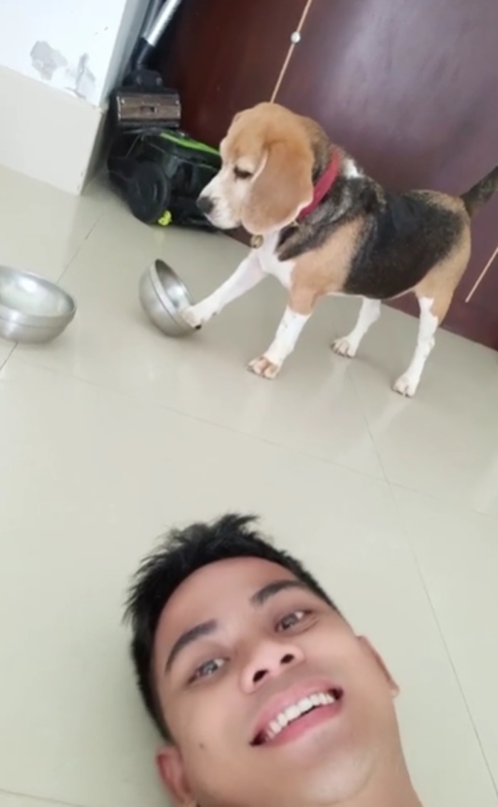 บีเกิล