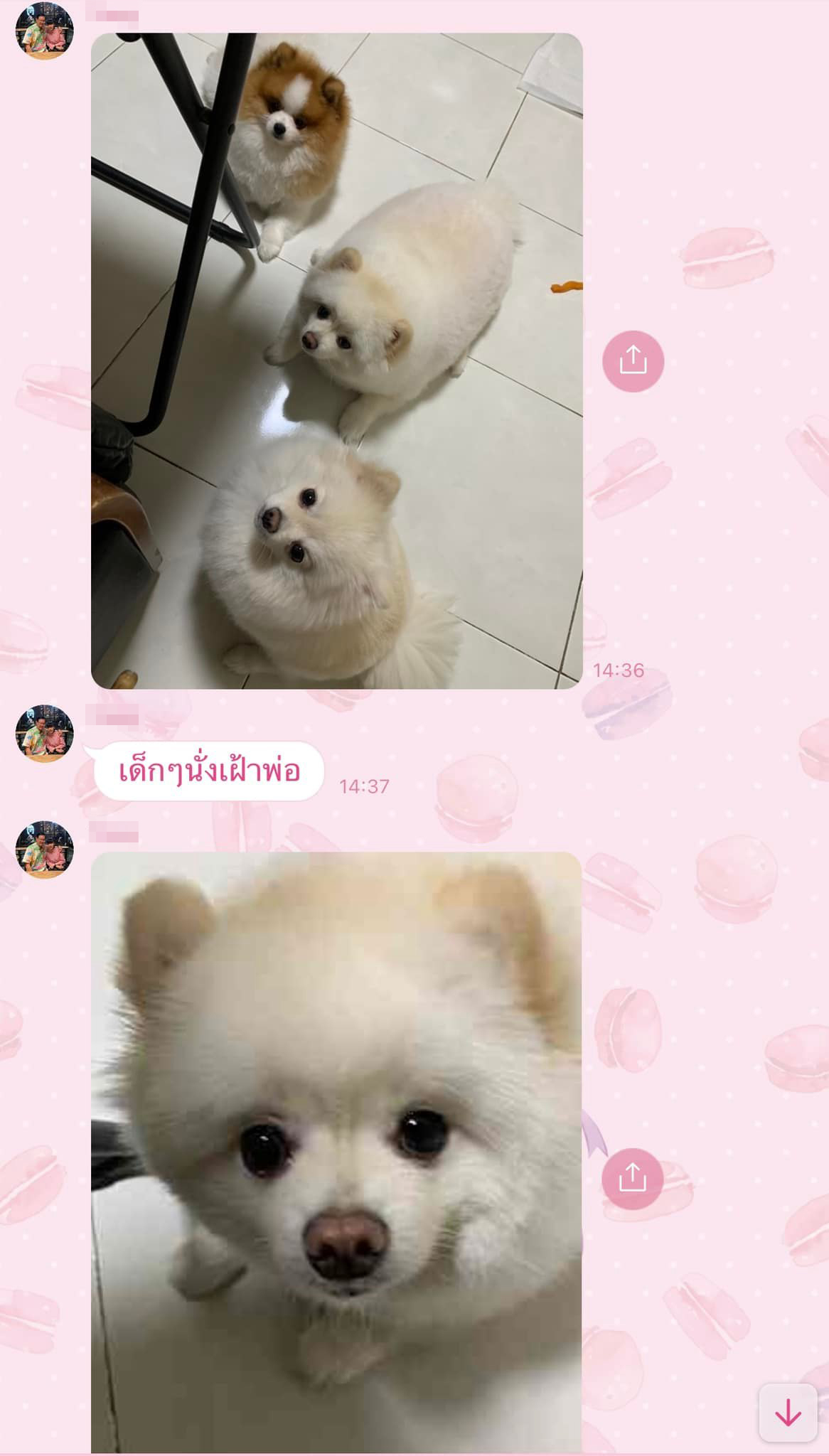 เลี้ยงหมา