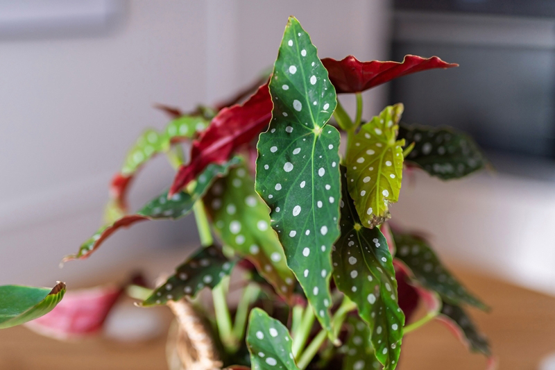 Polka Dot Begonia