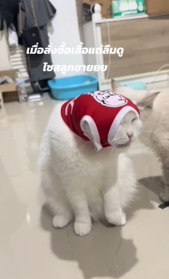 เสื้อแมว