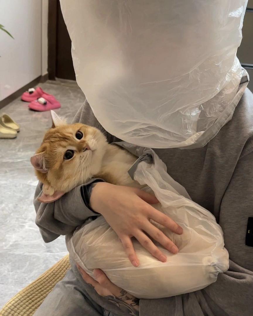 แพ้ขนแมว