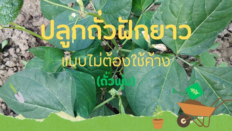 วิธีปลูกถั่วฝักยาว หรือถั่วพุ่ม