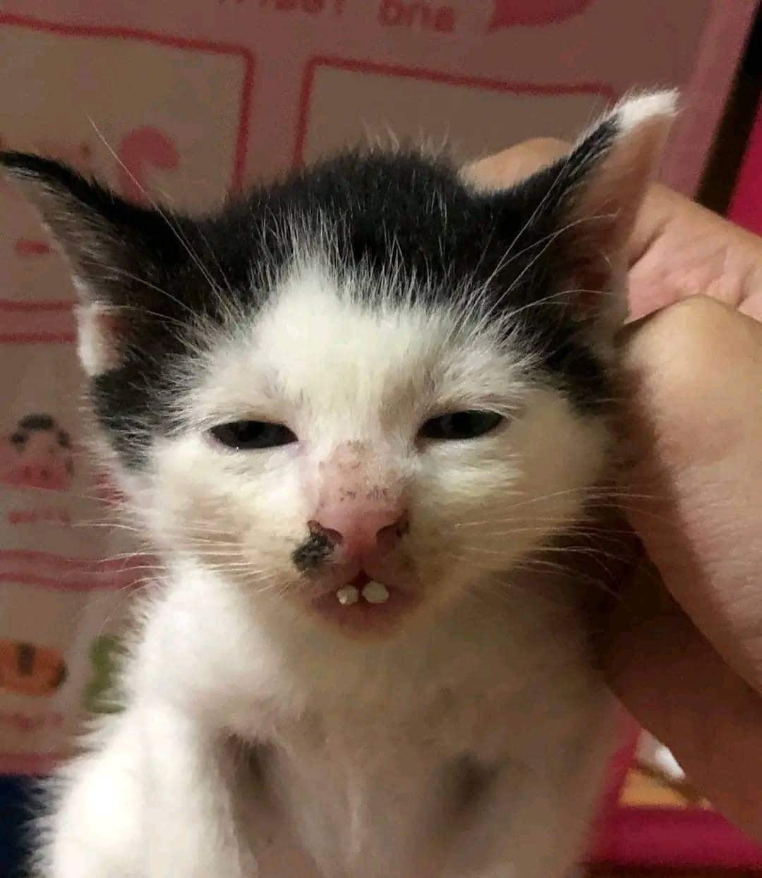 แมวนอน