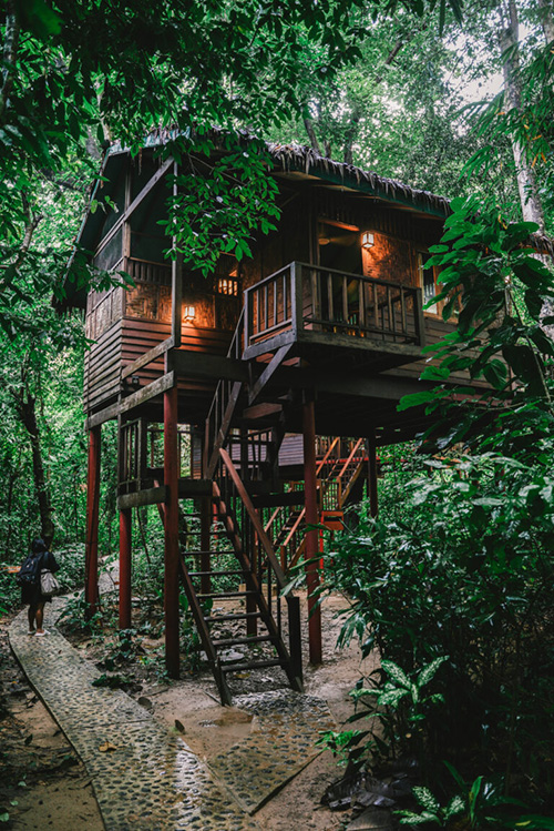 Our Jungle House