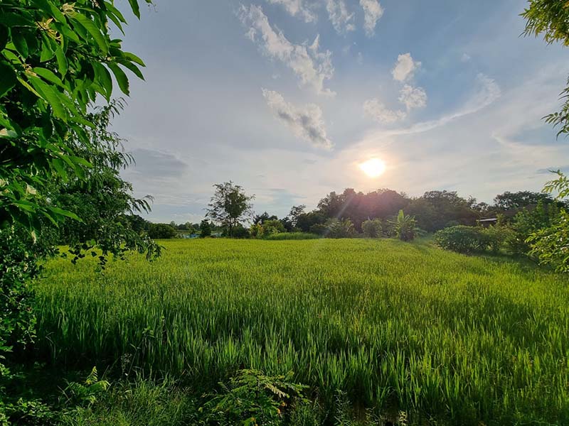 มะระผัดไข่