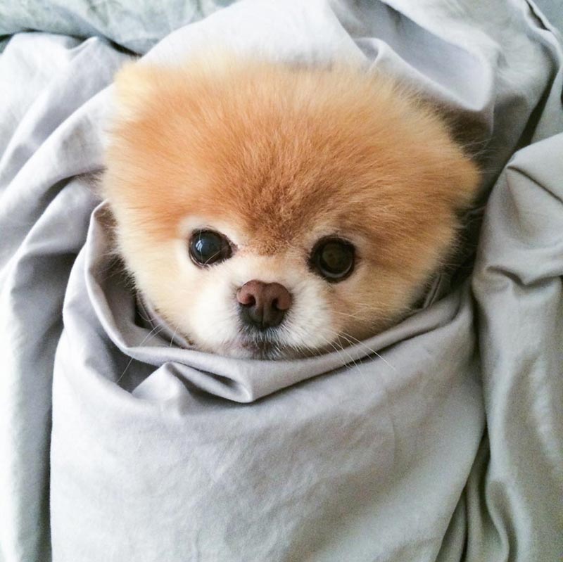 Boo