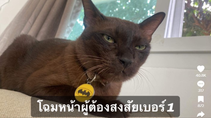 แมวเล่นโทรศัพท์