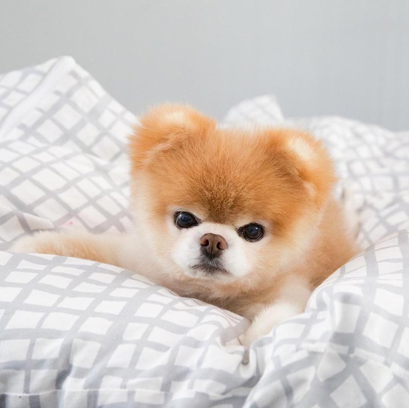 Boo