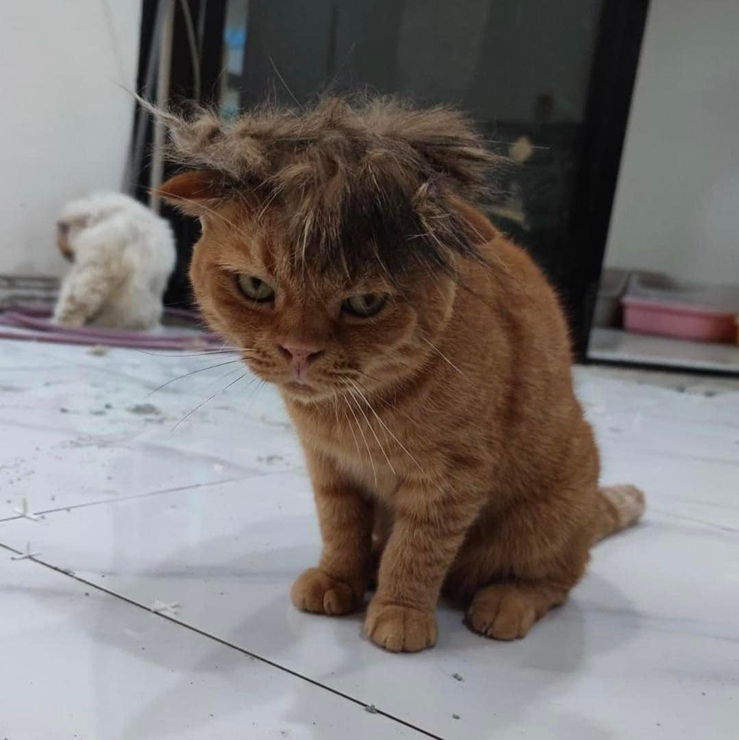 ทรงผมแมว