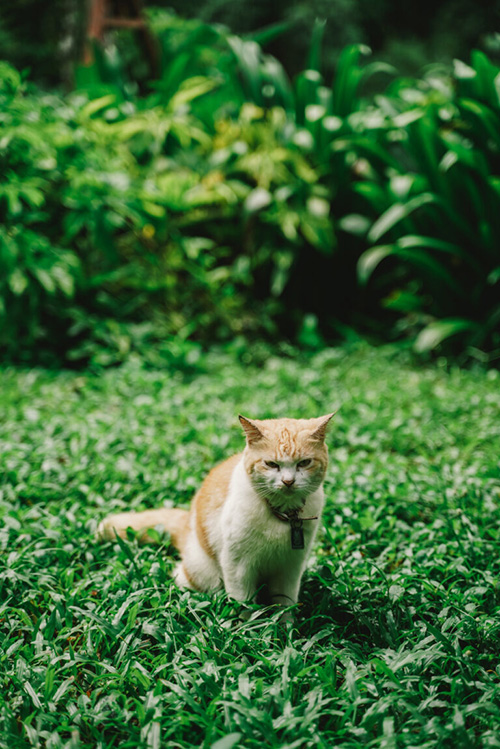 Our Jungle House