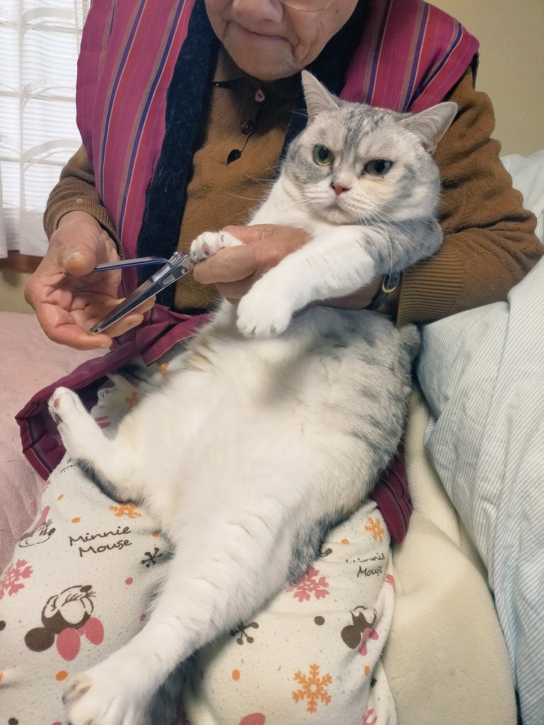 ตัดเล็บแมว