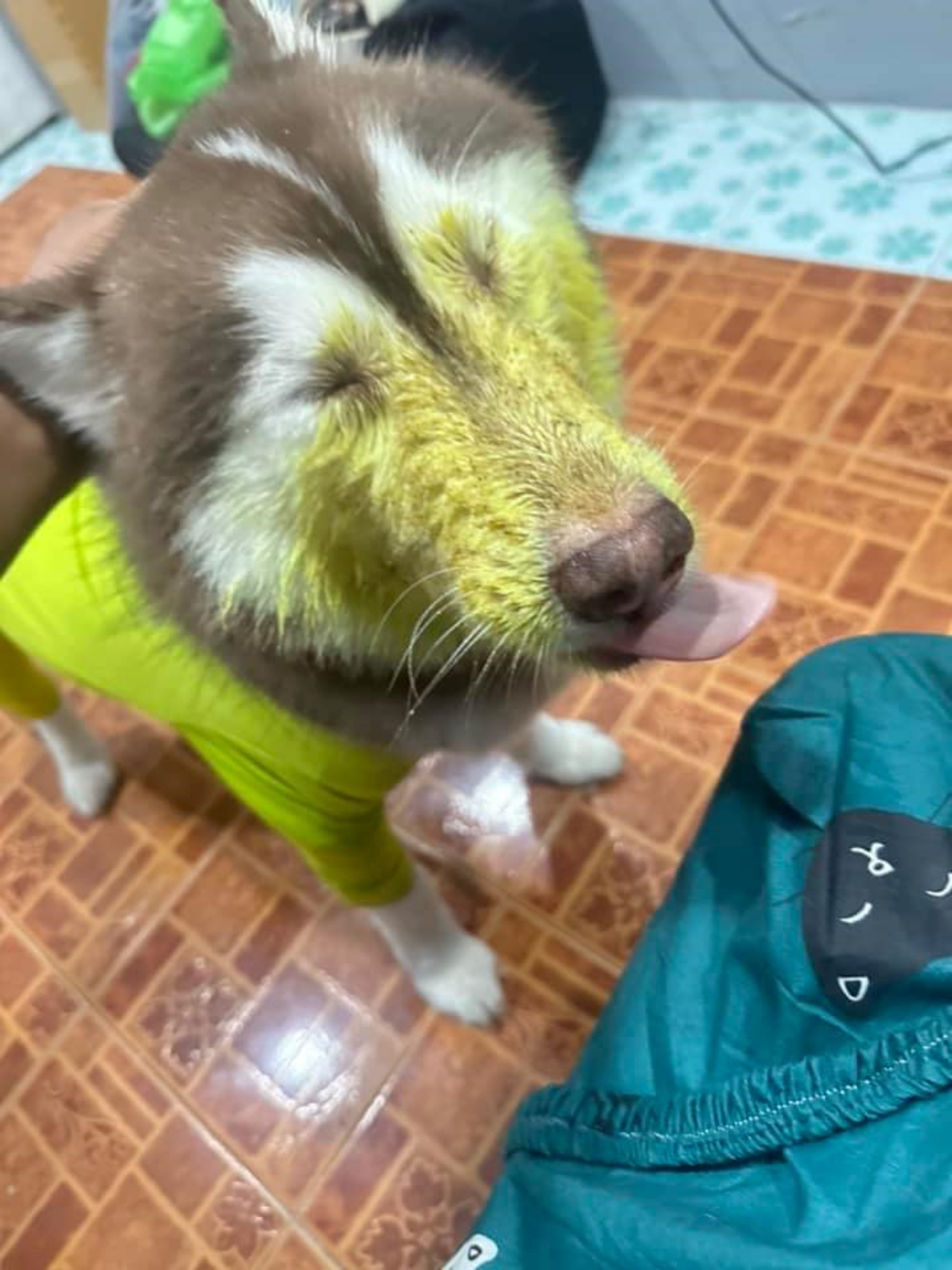 ไซบีเรียนฮัสกี้