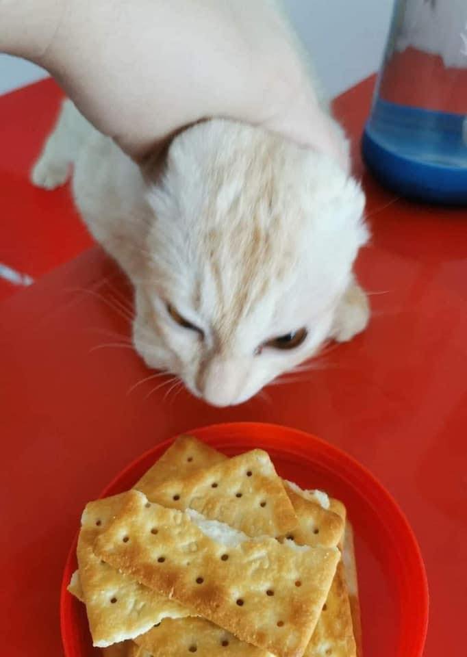 แมวหิว