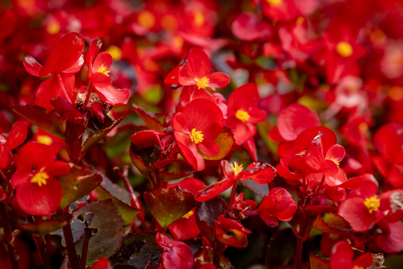 Bedding Begonia