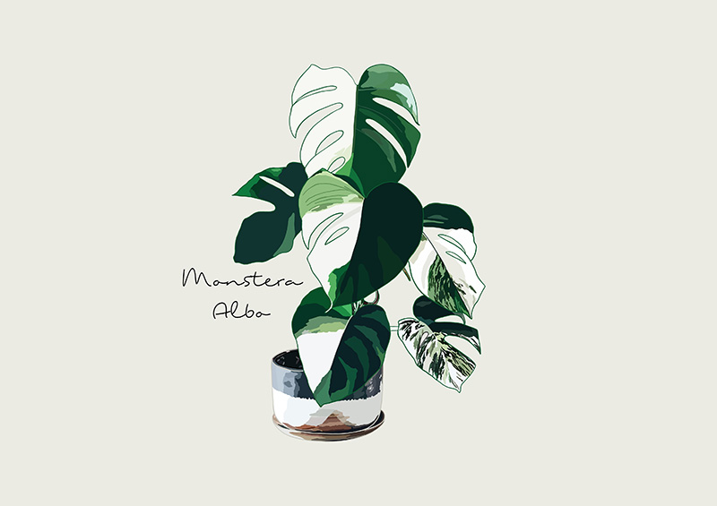 มอนสเตอร่า อะแดนโซนี่ (Monstera Adansonii)