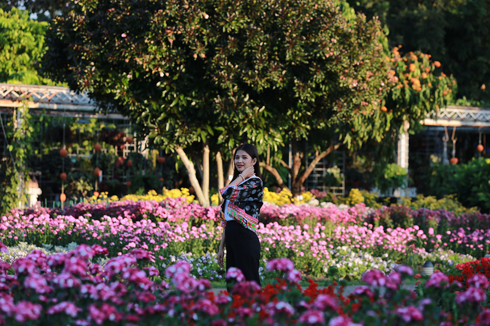 เทศกาลชมสวน 2563 อุทยานหลวงราชพฤกษ์