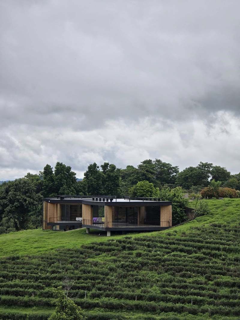 เที่ยวไร่ชาฉุยฟง