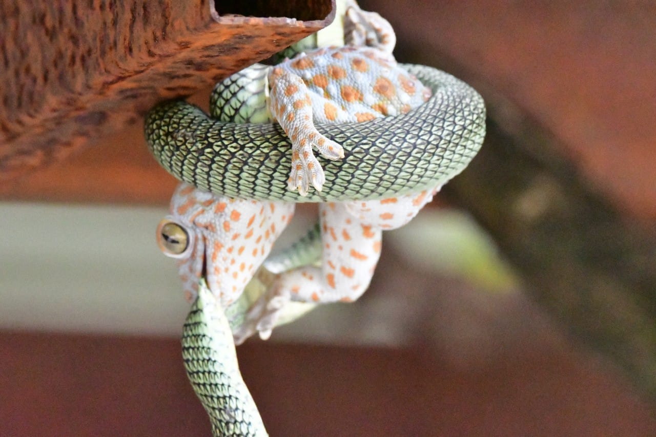 งูเขียว ตุ๊กแก