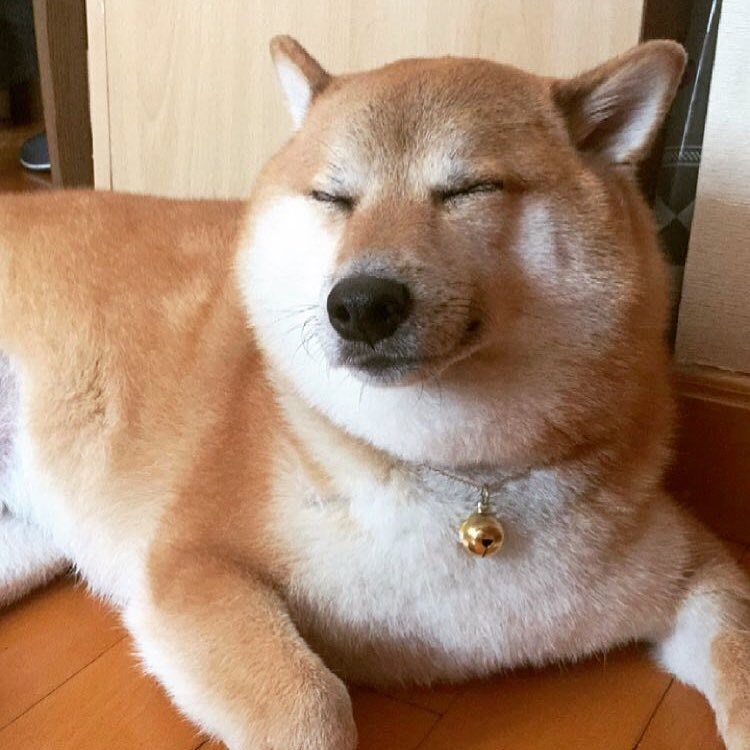 หมาชิบะเจ้าของมีมดัง