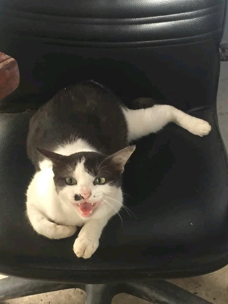 เพจแมวโรงพัก