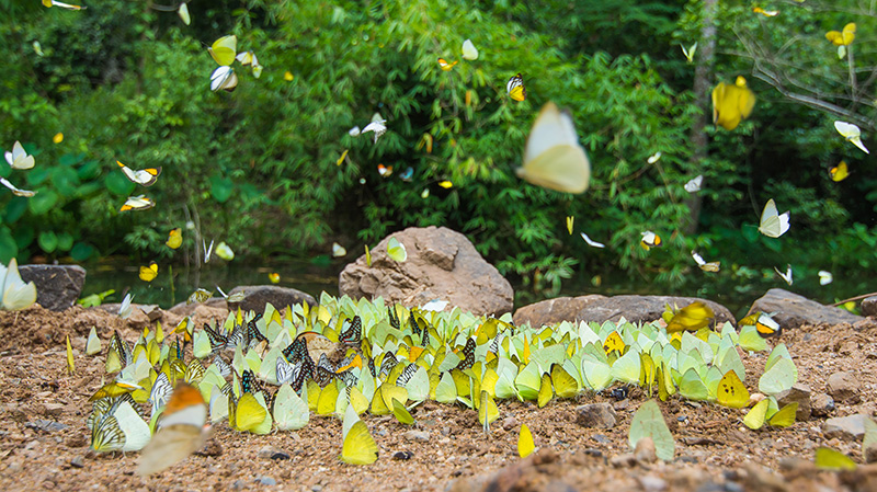 เทศกาลดูผีเสื้อ แคมป์บ้านกร่าง 2569