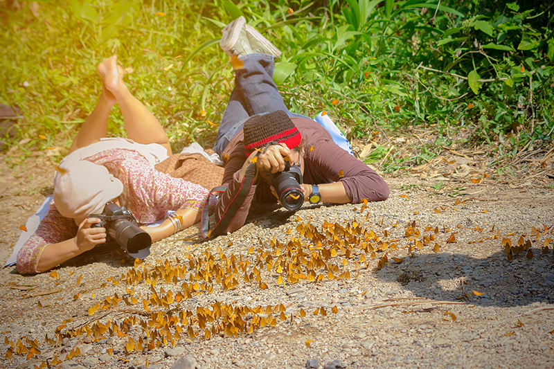 เทศกาลดูผีเสื้อ แคมป์บ้านกร่าง 2569