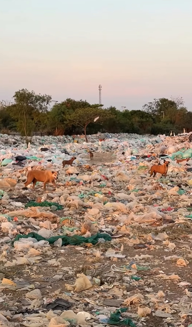 ปุ๊กลุก ไมค์ ช่วยหมาจร