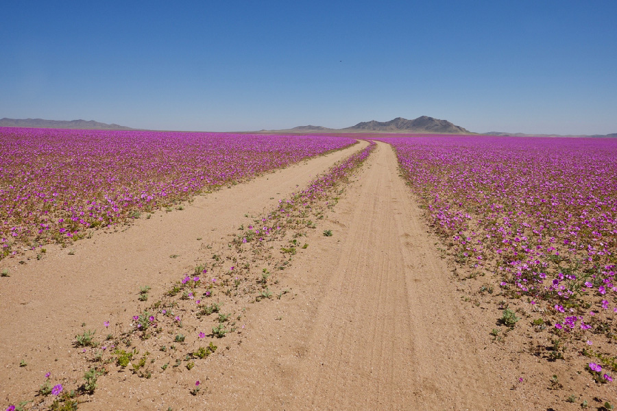 ทะเลทรายอาตากามา