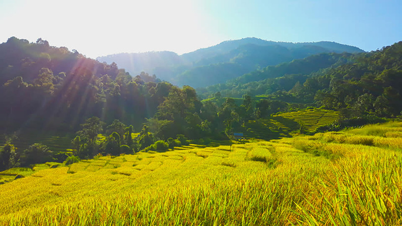 นาขั้นบันไดสีทอง บ้างปางมะโอ