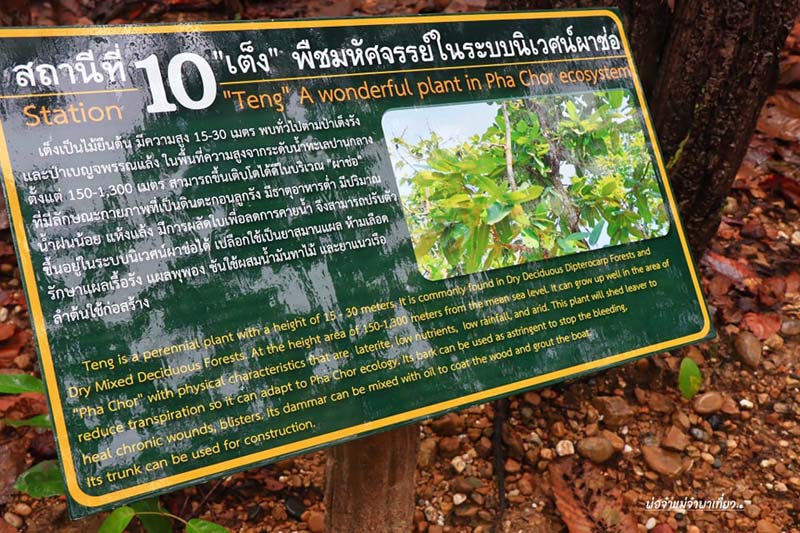 ผาช่อ อุทยานแห่งชาติแม่วาง 
