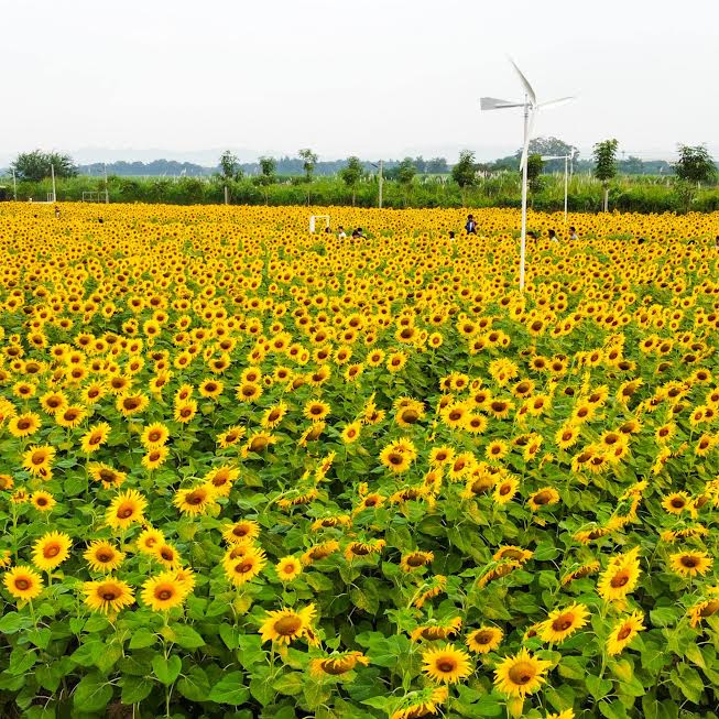 ทุ่งทานตะวัน กาญจนบุรี