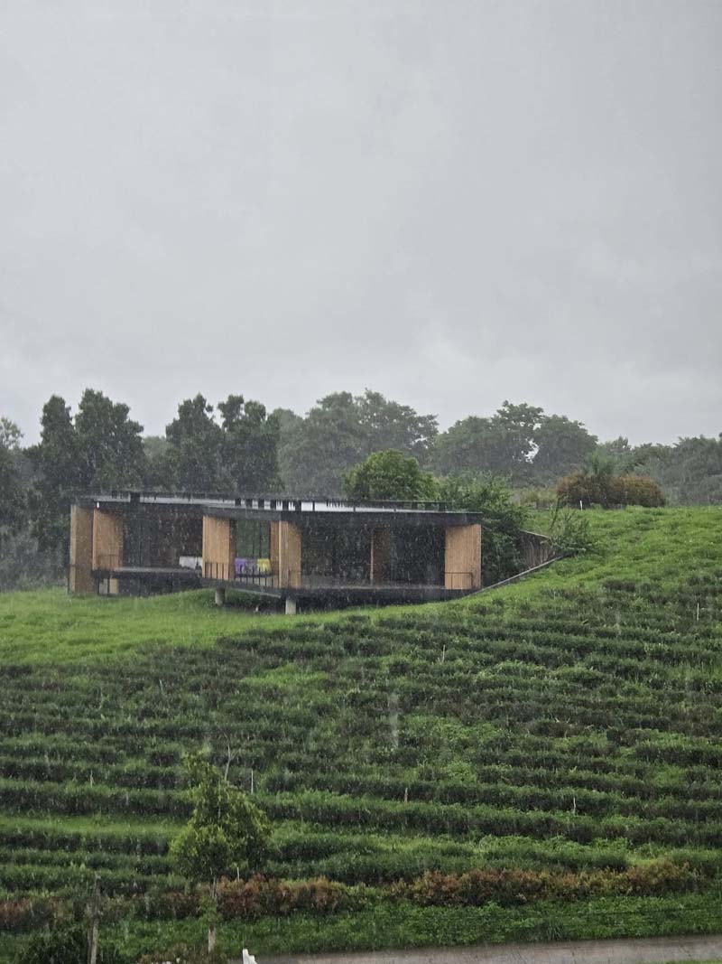 เที่ยวไร่ชาฉุยฟง