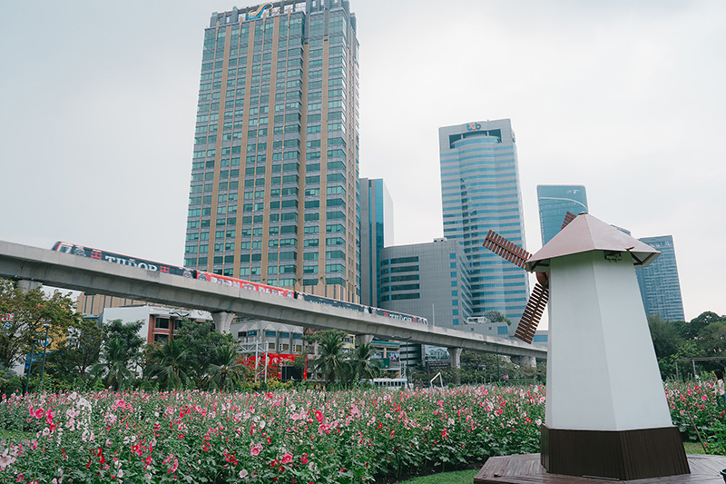 ทุ่งดอกฮอลลี่ฮ็อค สวนจตุจักร