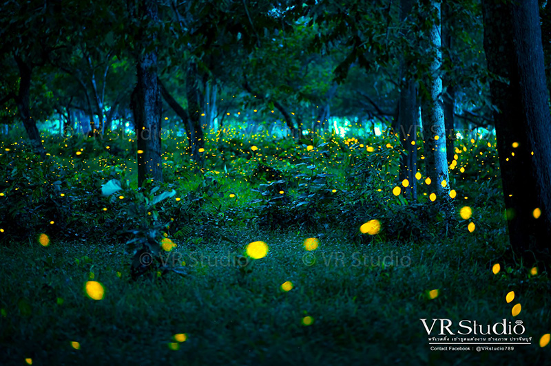 ดินแดนหิ่งห้อย ปราจีนบุรี