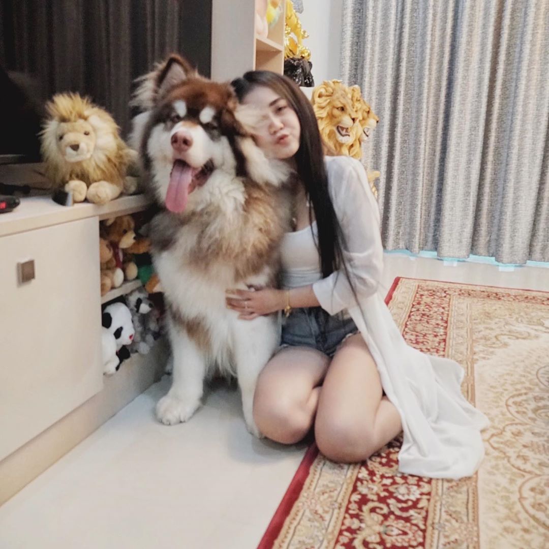 ลําไย ไหทองคํา