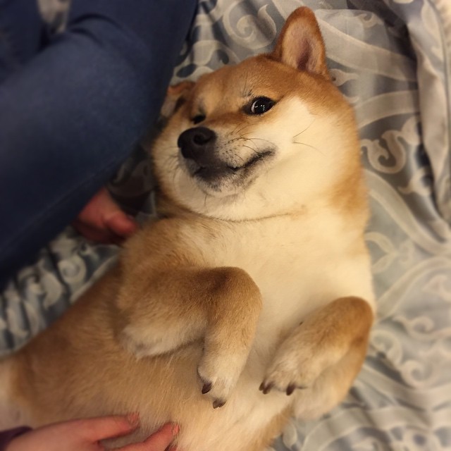 หมาชิบะเจ้าของมีมดัง