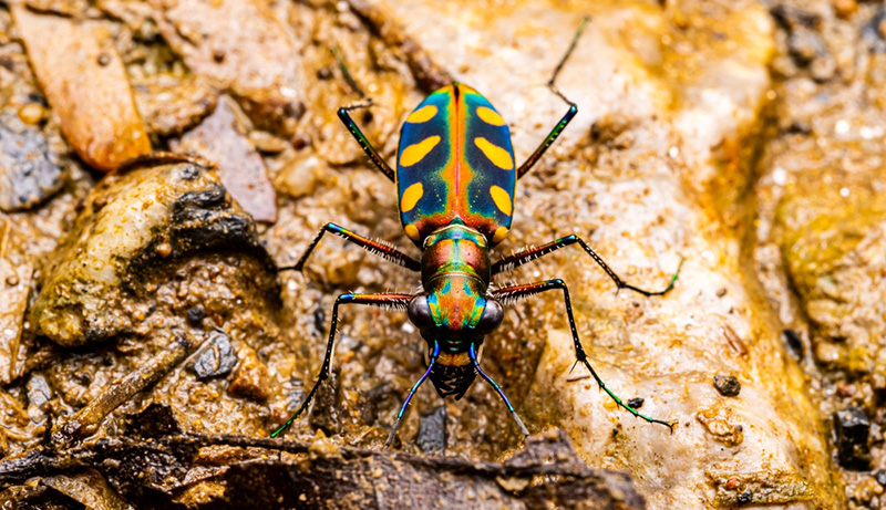 สัตว์แปลกจากทั่วโลก