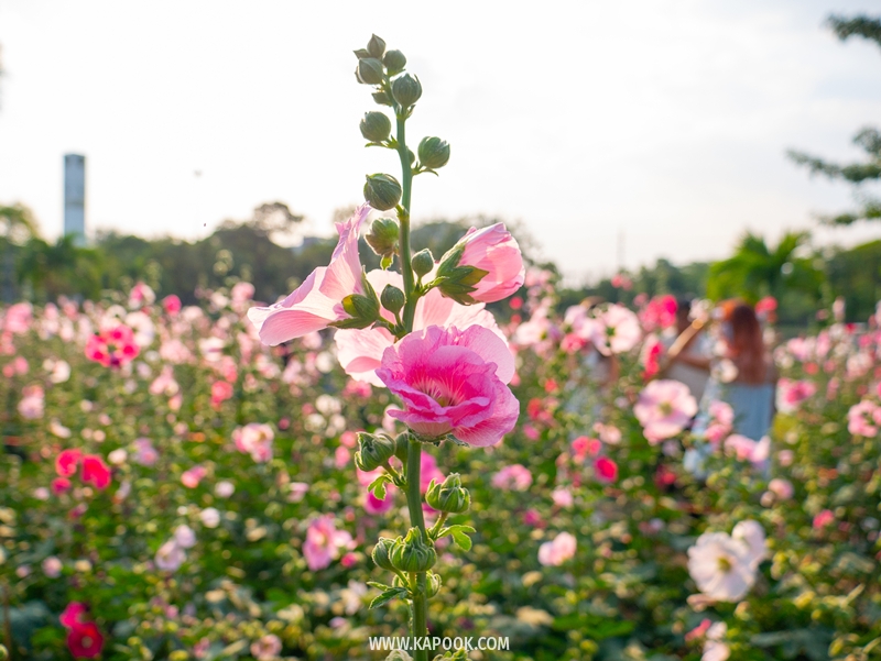 ทุ่งดอกฮอลลี่ฮ็อค สวนจตุจักร