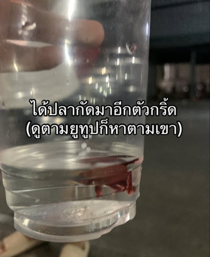 ปลาในท่อ