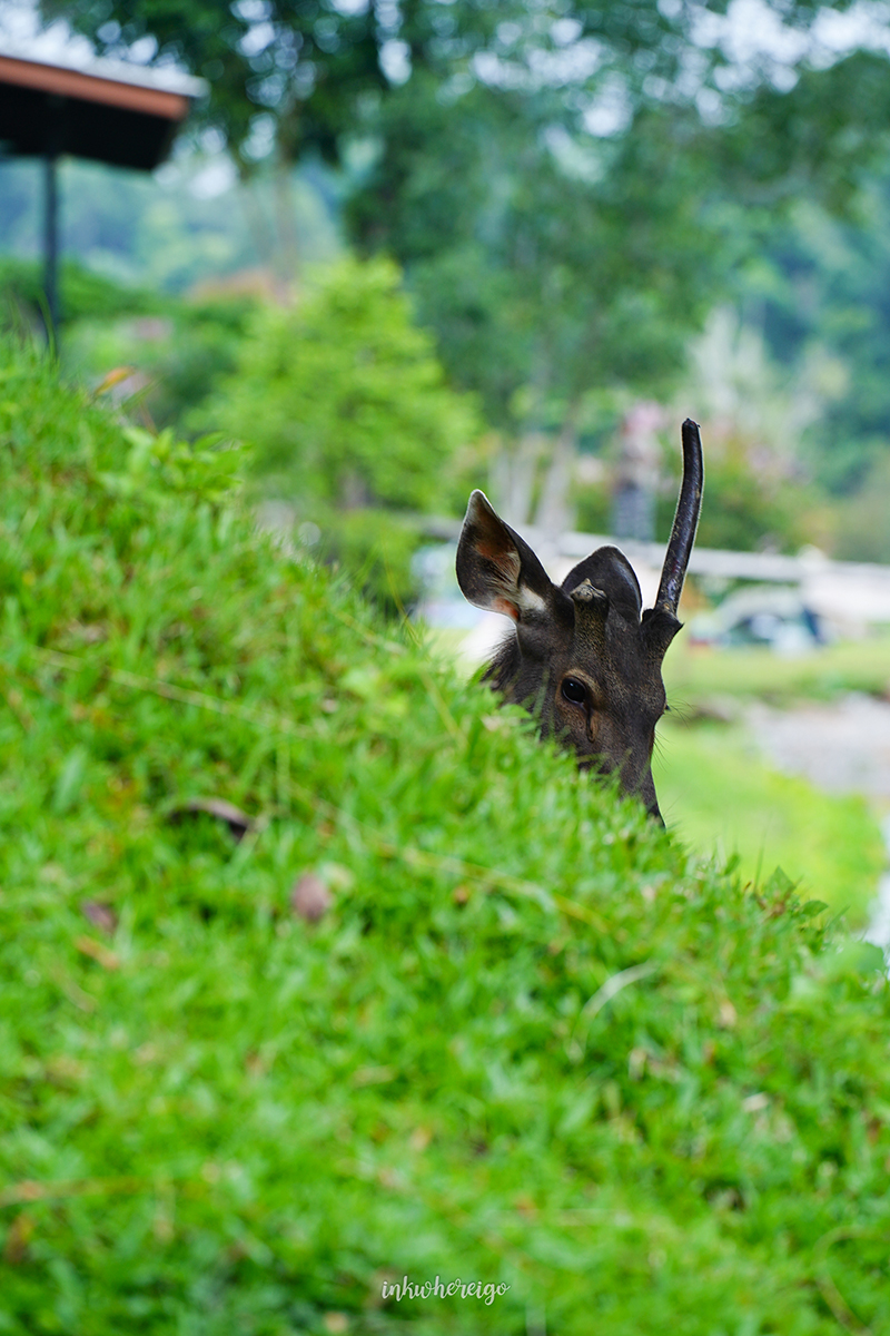 เขาใหญ่