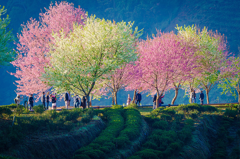 ที่เที่ยวเดือนธันวาคม 2568 ดอยอ่างของ