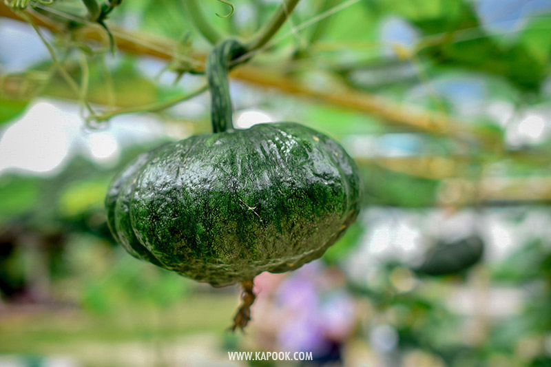 ผักวังจันทร์