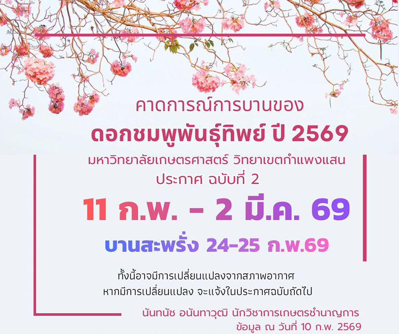 ชมพูพันธุ์ทิพย์ ม.เกษตรฯ กำแพงแสน 2569