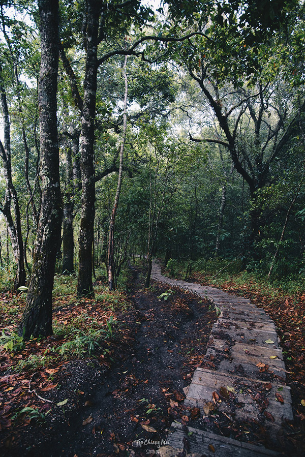 ดอยหัวหมู