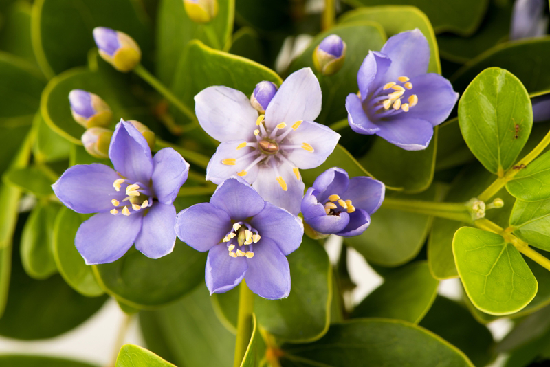 ดอกแก้วเจ้าจอม