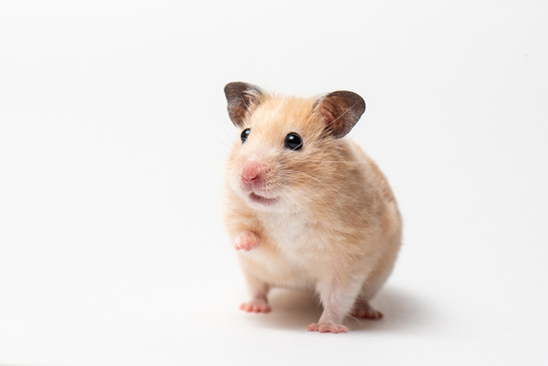 แฮมสเตอร์