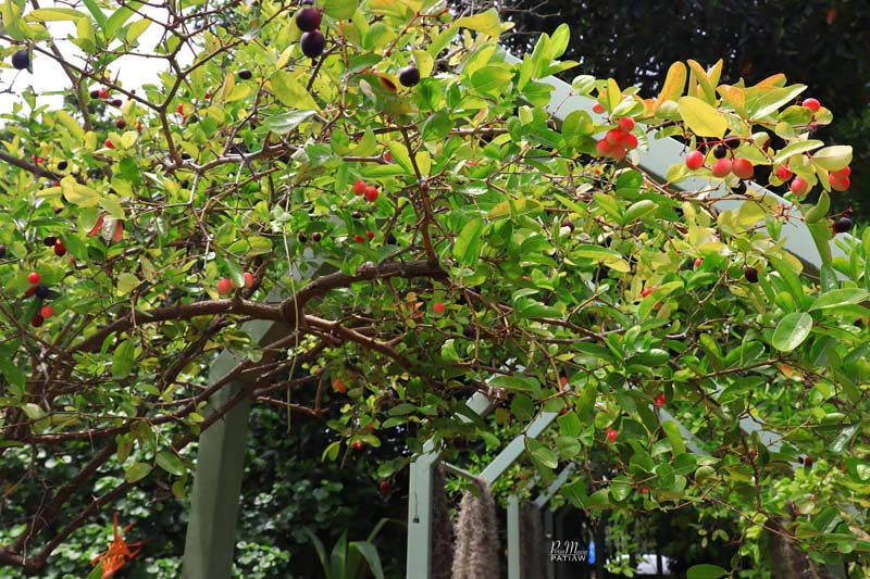 สิริสมปอง ฟาร์ม & คาเฟ่