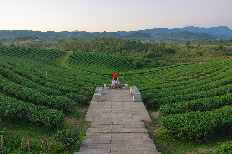 เที่ยวสวนดอกไม้-ไร่ชา เชียงราย 2568-2569